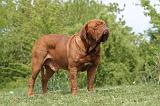 DOGUE DE BORDEAUX 105